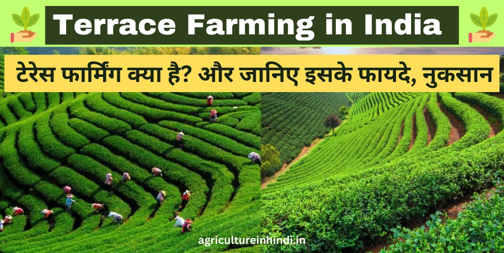 Terrace Farming in India | टेरेस फार्मिंग क्या है? और जानिए इसके फायदे, नुकसान