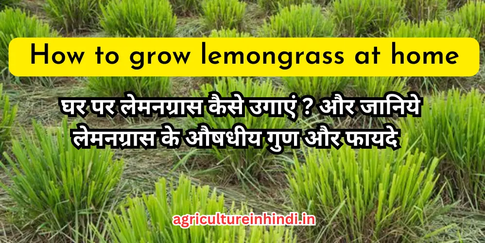 घर पर लेमनग्रास कैसे उगाएं | How to grow lemongrass at home in hindi