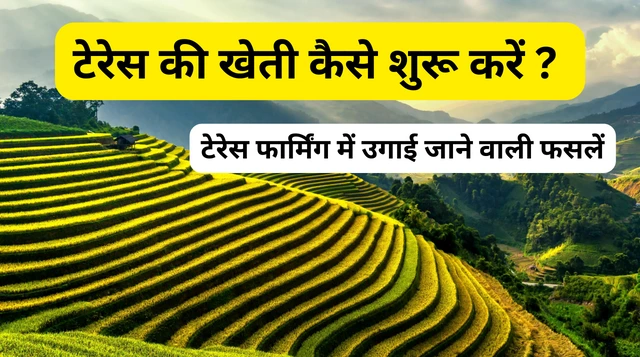 Terrace Farming in India | टेरेस फार्मिंग क्या है? और जानिए इसके फायदे, नुकसान