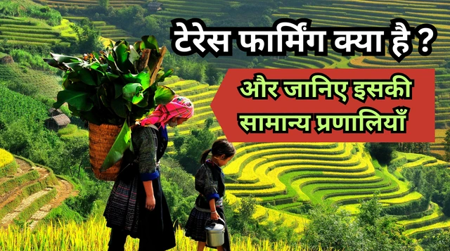 Terrace Farming in India | टेरेस फार्मिंग क्या है? और जानिए इसके फायदे, नुकसान