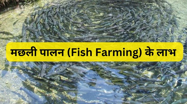 मछली पालन (Fish Farming) कैसे करें? जानिए नस्ल, लागत और कमाई