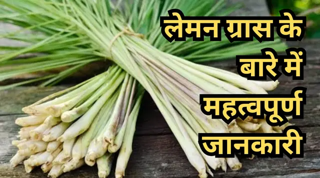 घर पर लेमनग्रास कैसे उगाएं | How to grow lemongrass at home in hindi