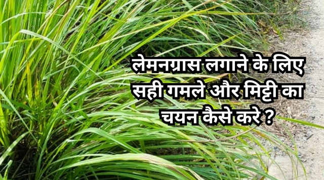 घर पर लेमनग्रास कैसे उगाएं | How to grow lemongrass at home in hindi