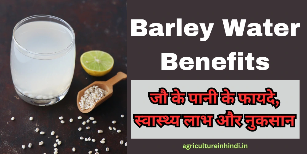 Barley Water Benefits: जौ के पानी के फायदे, स्वास्थ्य लाभ और नुकसान