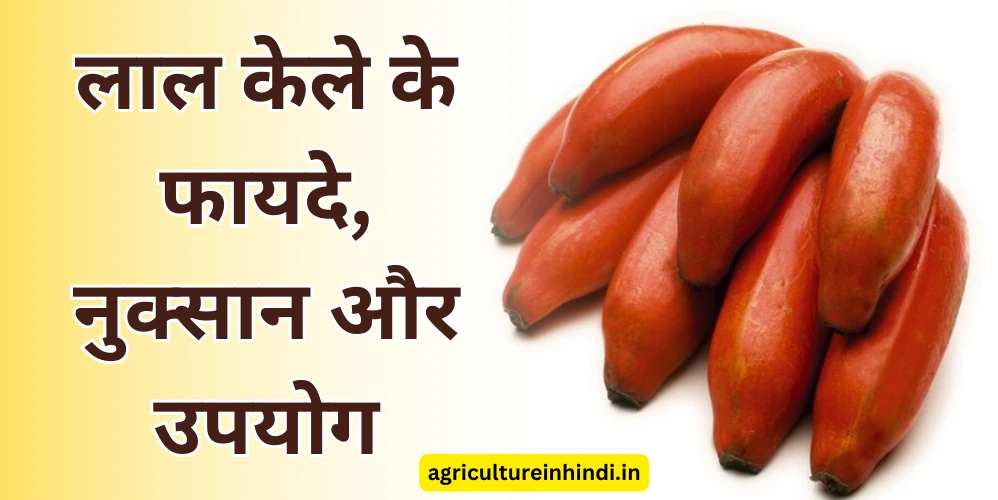 Benefits Of Red Banana in Hindi | लाल केले के फायदे, नुक्सान और उपयोग