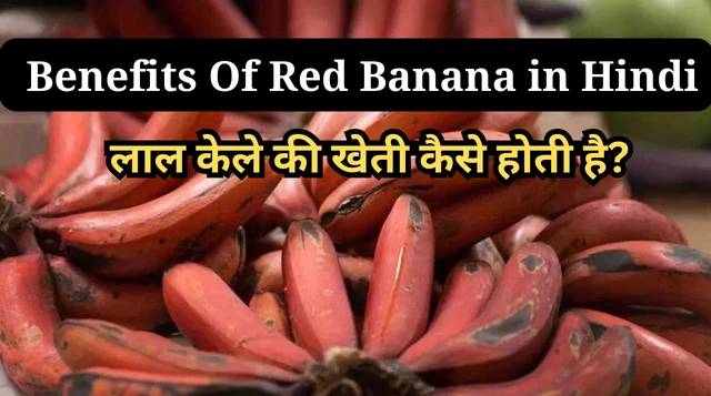 Benefits Of Red Banana in Hindi | लाल केले के फायदे, नुक्सान और उपयोग