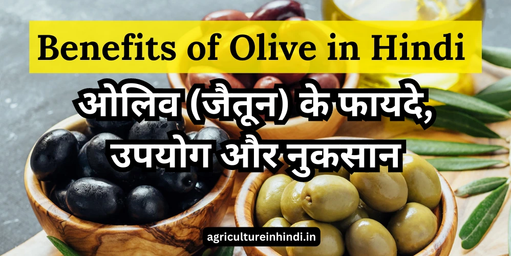 Benefits of Olive in Hindi | ओलिव (जैतून) के फायदे, उपयोग और नुकसान