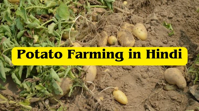 आलू की खेती कैसे करें? Potato Farming in Hindi