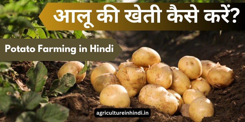 आलू की खेती कैसे करें? Potato Farming in Hindi