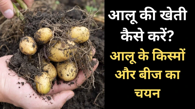 आलू की खेती कैसे करें? Potato Farming in Hindi