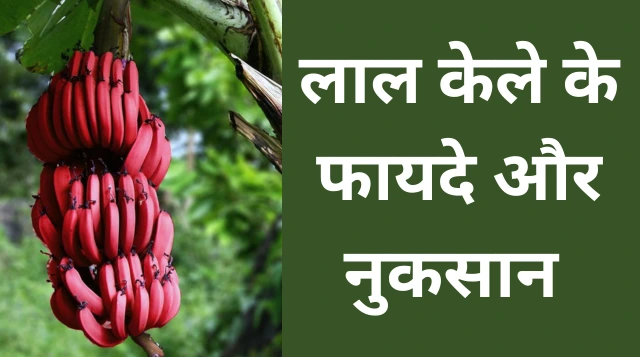 Benefits Of Red Banana in Hindi | लाल केले के फायदे, नुक्सान और उपयोग