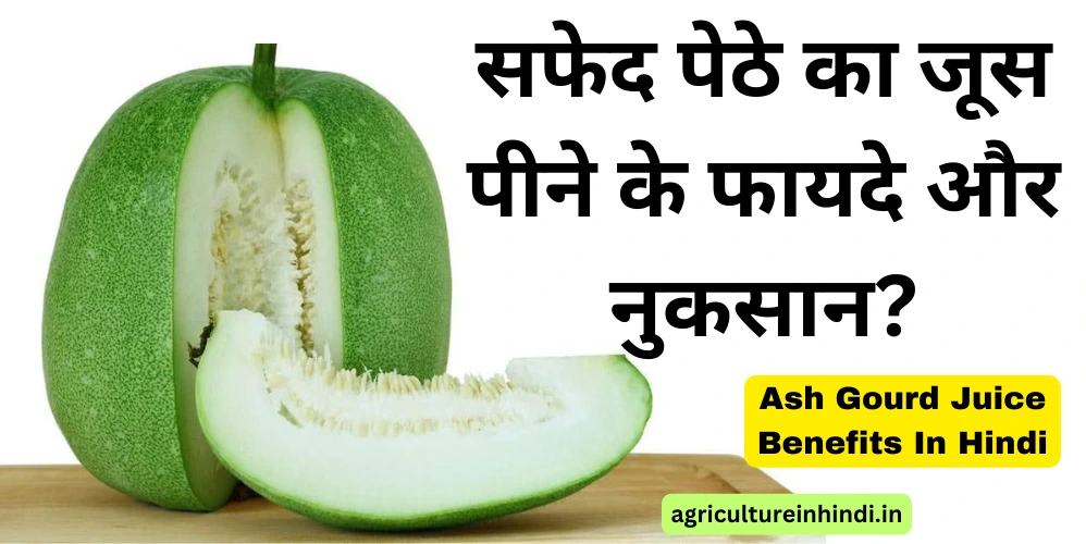 सफेद पेठे का जूस पीने के फायदे और नुकसान | Ash Gourd Juice Benefits In Hindi