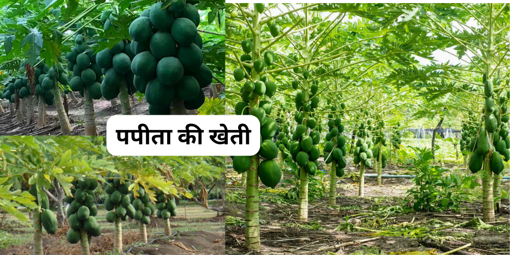 Papaya cultivation, in which month, how much it benefits, know complete information