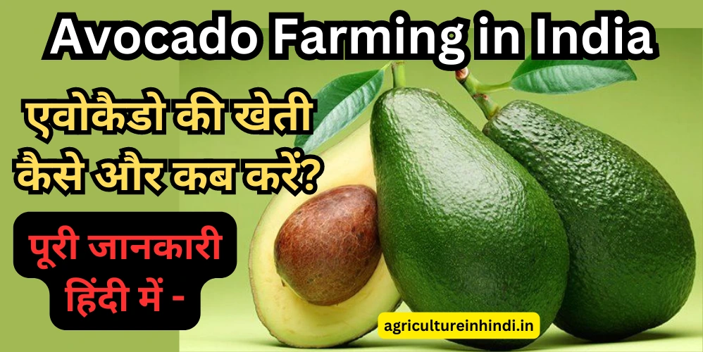 Avocado Farming in India: एवोकैडो की खेती कैसे और कब करें?