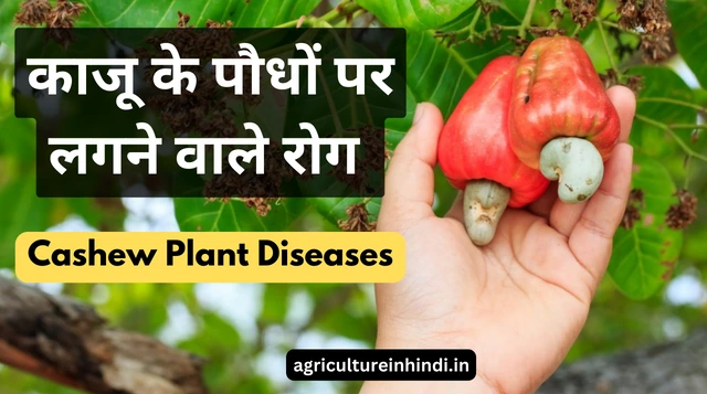 Kaju Ki Kheti: काजू की खेती कहाँ और कैसे करे? Cashew Farming in Hindi