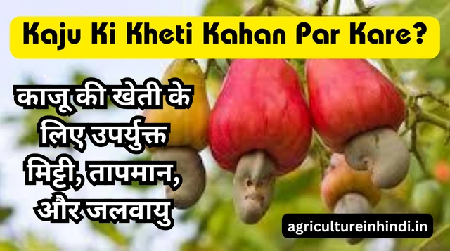 Kaju Ki Kheti: काजू की खेती कहाँ और कैसे करे? Cashew Farming in Hindi