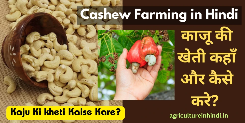 Kaju Ki Kheti: काजू की खेती कहाँ और कैसे करे? Cashew Farming in Hindi