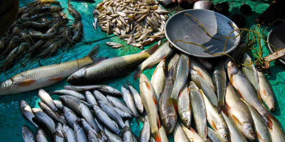 Fisheries? Profitable business, complete information and benefits