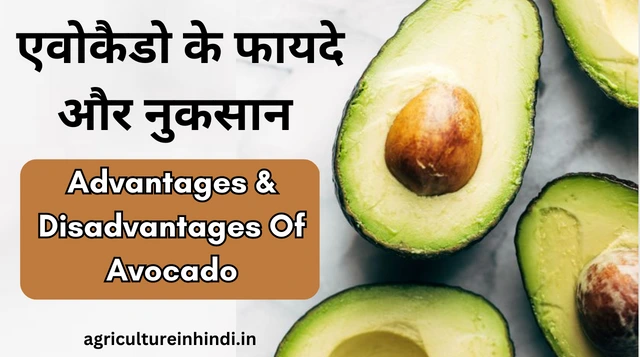 Avocado Farming in India: एवोकैडो की खेती कैसे और कब करें?