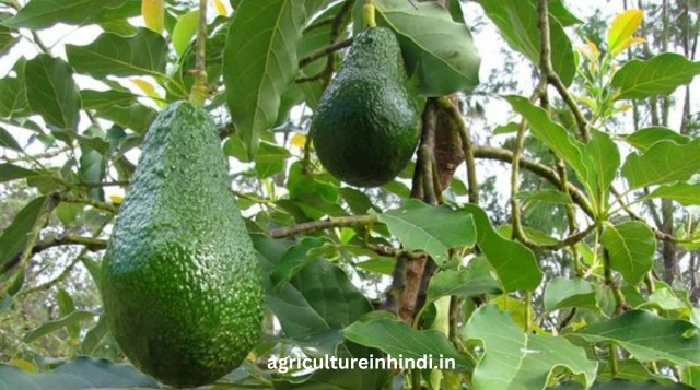 Avocado Farming in India: एवोकैडो की खेती कैसे और कब करें?