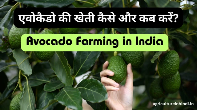 Avocado Farming in India: एवोकैडो की खेती कैसे और कब करें?