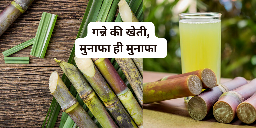 Sugarcane cultivation, high yields, profits and treatments