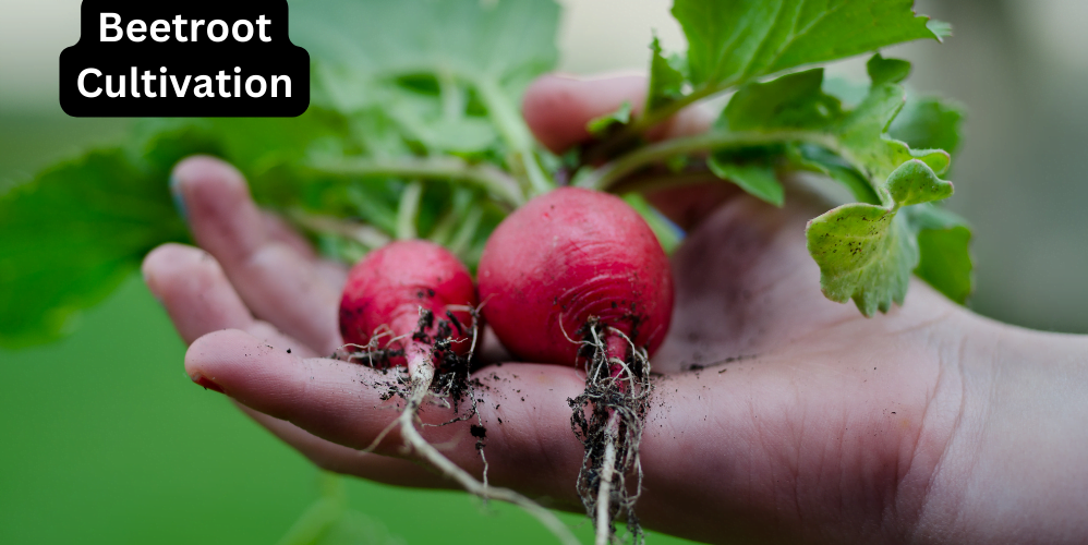 Beetroot Cultivation, Mitti or Jalwayu, Unnat Kismen, Munafe