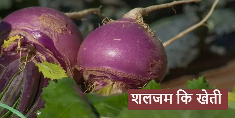 Cultivation of Turnip, Land Selection, Profit & Loss, 7-8 Months Cultivation