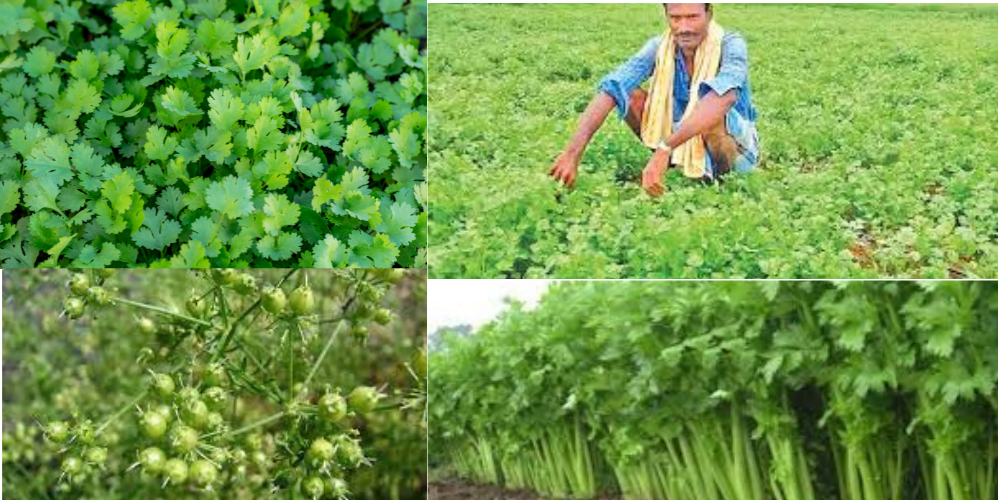 Coriander Cultivation, Climate, How It Is Done, Profits