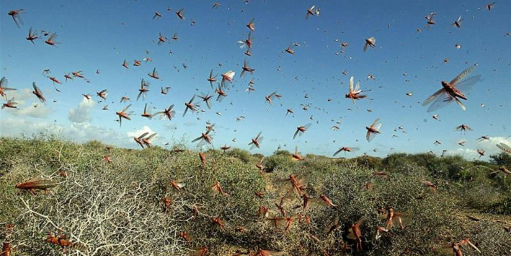 Locust terror, farmers in fear, creating havoc, 5 states worried