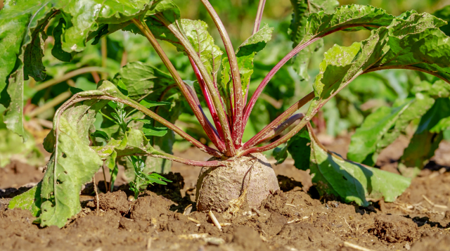 Beetroot Cultivation, Mitti or Jalwayu, Unnat Kismen, Munafe