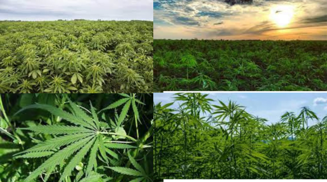 Hemp Cultivationभांग की खेती, कैसे की जाती है, गांजा, चरस or भांग में अंतर, प्रॉफिट और लॉस