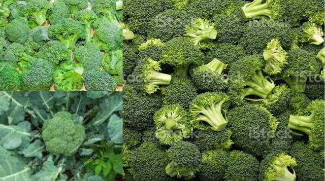(Broccoli Farming)ब्रोक्कोली की खेती, मिट्टी की किस्म, जलवायु, खाद्य, लाभ और हानि