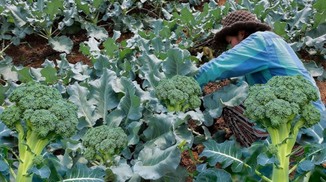 (Broccoli Farming)ब्रोक्कोली की खेती, मिट्टी की किस्म, जलवायु, खाद्य, लाभ और हानि