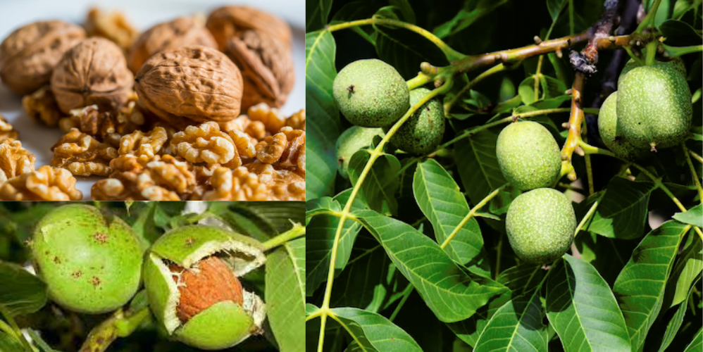 Walnut farming, suitable climate, their 5 varieties, profit and loss