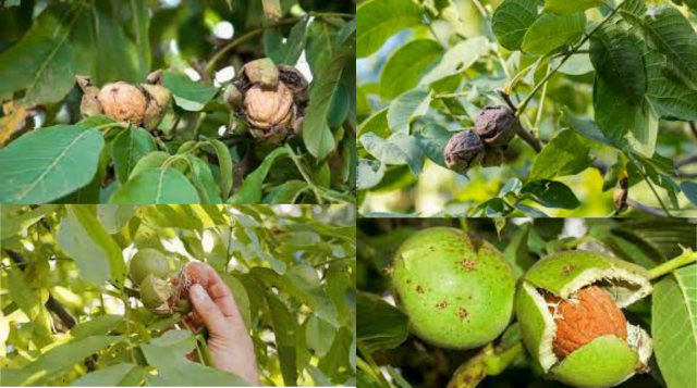 Walnut farming, suitable climate, their 5 varieties, profit and loss