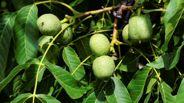 Walnut farming, suitable climate, their 5 varieties, profit and loss