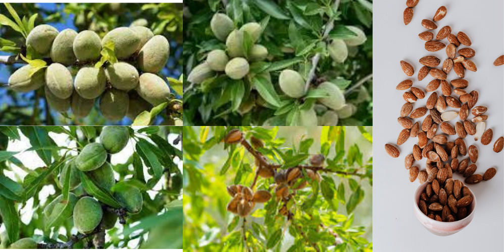 Almond cultivation, soil, climate, profit up to 60 years, advanced varieties