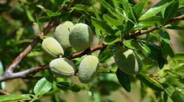 Almond cultivation, soil, climate, profit up to 60 years, advanced varieties