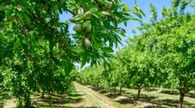 Almond cultivation, soil, climate, profit up to 60 years, advanced varieties