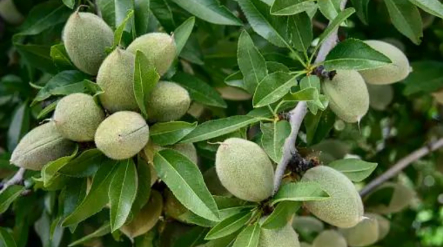 Almond cultivation, soil, climate, profit up to 60 years, advanced varieties