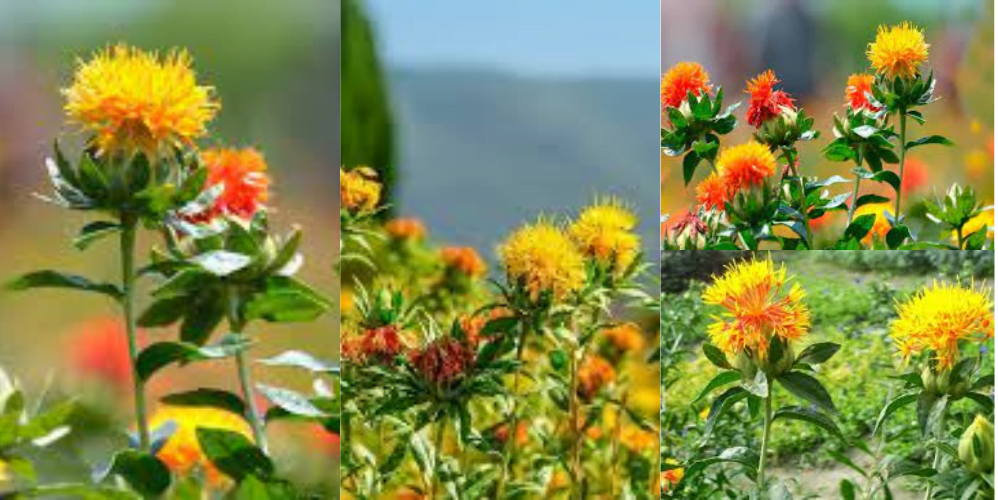 Safflower Cultivation, Suitable Soil and Climate, Profit & Loss