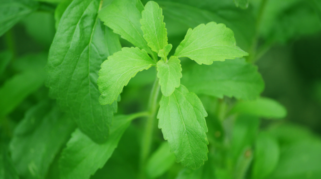 स्टीविया (Stevia) की खेती