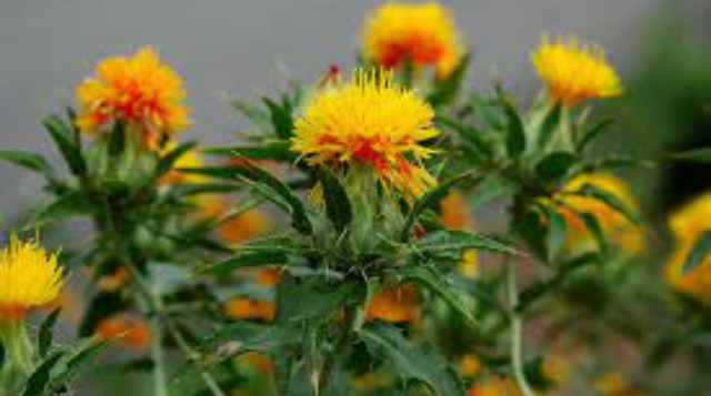 Safflower Cultivation, Suitable Soil and Climate, Profit & Loss