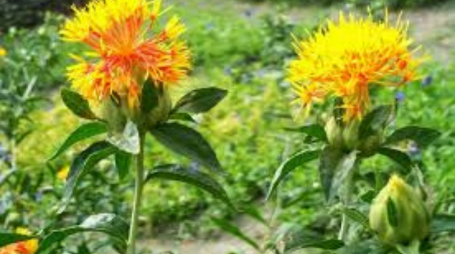 Safflower Cultivation, Suitable Soil and Climate, Profit & Loss