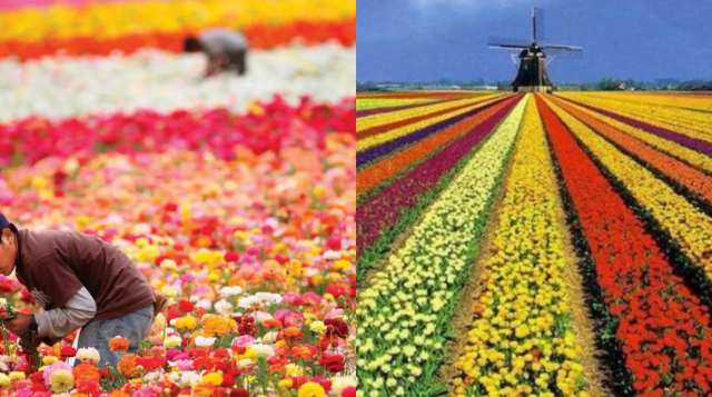 Floriculture, Varieties of Flowers, Profits and Losses, Correct Method of Cultivation