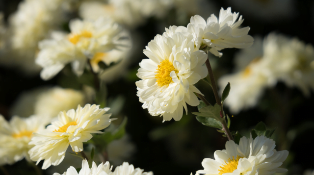 गुलदाउदी की खेती | Chrysanthemum Farming